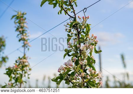 Blooming Flowers Of Apple Tree On Branches. Close Up Of Apple Flowers With Defocus In Background.