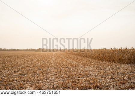 Harvesting Ripe Dry Corn In The Field With A Green Harvester