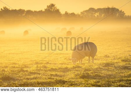 Sheeps In The Morning Fog Of The Farm Fields, T Woudt The Netherlands.