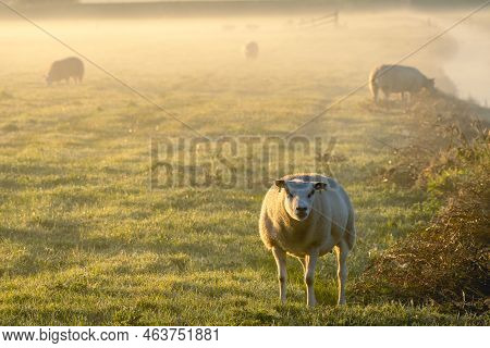 Sheeps In The Morning Fog Of The Farm Fields, T Woudt The Netherlands.