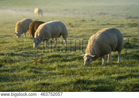 Sheeps In The Morning Fog Of The Farm Fields, T Woudt The Netherlands.