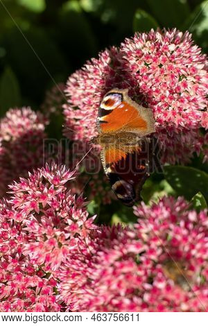 A Peacock Butterfly Is Eating On A Pink Sedum Flower - Hare Cabbage. A Flowerbed With Flowers Pollin