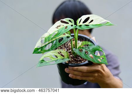 Monstera Adansonii Albo  Variegated Giant In The Pot