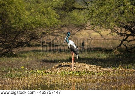 Black Necked Stork Or Ephippiorhynchus Asiaticus Bird Habitat In A Winter Morning At Scenic Wetland 