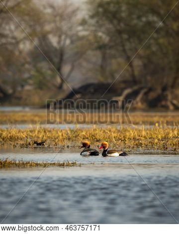 Two Male Red Crested Pochard Or Netta Rufina Family Flock Floating In Blue Water Of Keoladeo Landsca