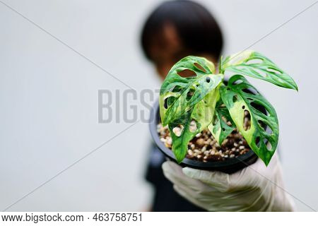 Monstera Adansonii Albo  Variegated Giant In The Pot