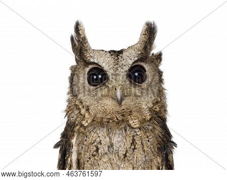 Head Shot Shot Of Feathers From An Indian Scops Owl Aka Otus Bakkamoena, Looking Straight To Camera.