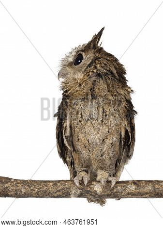 Cute Brown Indian Scops Owl Aka Otus Bakkamoena, Sitting On Branch. Looking Side Ways Away From Came