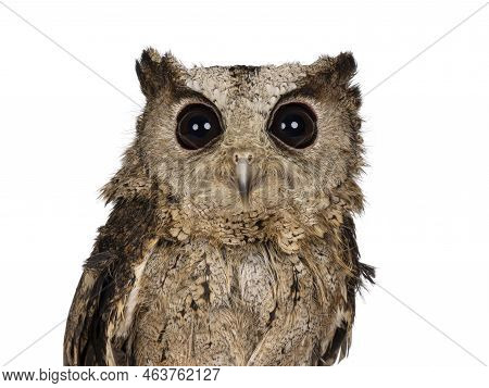Head Shot Shot Of Feathers From An Indian Scops Owl Aka Otus Bakkamoena, Looking Straight To Camera.