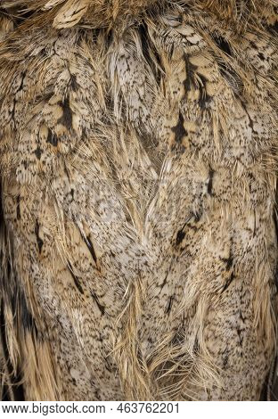 Full Frame Shot Of Feathers From An Indian Scops Owl Aka Otus Bakkamoena On The Belly Side.