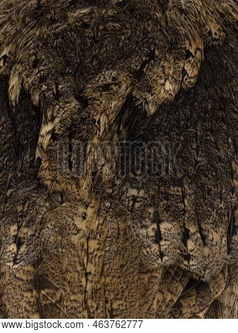 Full Frame Shot Of Feathers From An Indian Scops Owl Aka Otus Bakkamoena On The Back Side.