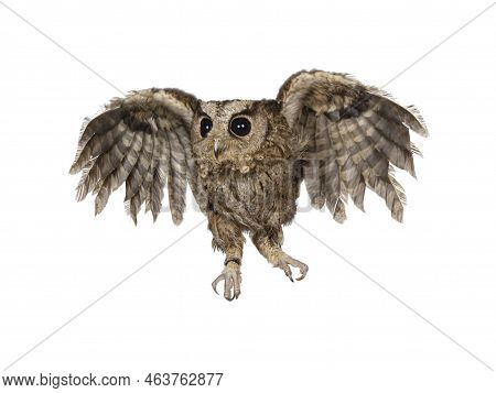 Cute Brown Indian Scops Owl Aka Otus Bakkamoena, Flying. Looking Away From Camera. Isolated On A Whi