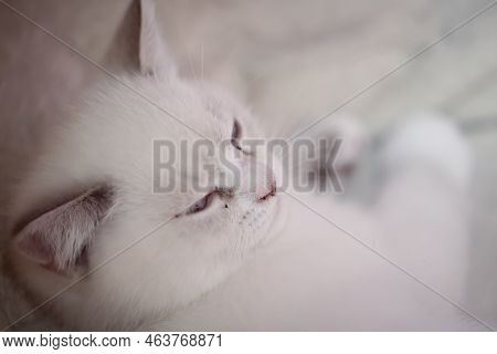 Portrait Of A Domestic Cat, A Cat Which Is Kept As A Pet.