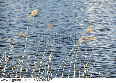 Dramatic Sunrise Over The Calm River In Spring With Bent Grass Against Sun. High Quality Photo