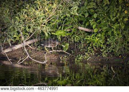 The Young Green Heron (butorides Virescens) On The Hunt