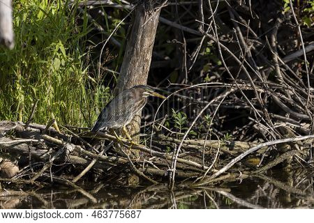 The Young Green Heron (butorides Virescens) On The Hunt
