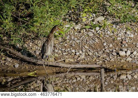 The Young Green Heron (butorides Virescens) On The Hunt