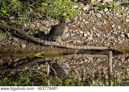 The Young Green Heron (butorides Virescens) On The Hunt