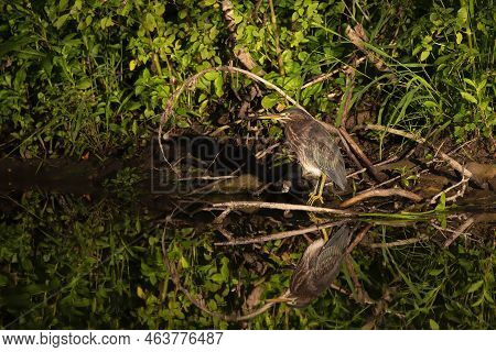 The Young Green Heron (butorides Virescens) On The Hunt
