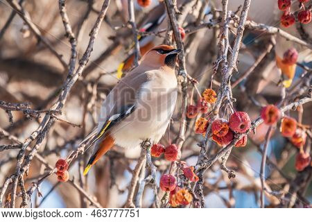 Bohemian Waxwing, A Beautiful Tufted Bird, Latin Name Bombycilla Garrulus, Sitting On A Wild Apple T