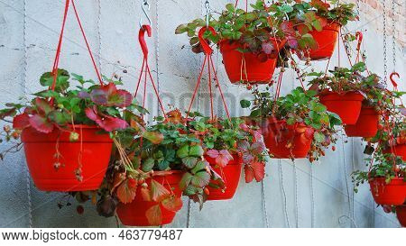 Year-round seedlings - strawberry bushes grow in red hanging pots. Homegrown in September and October . Home garden. Growing fruit in autumn. Strawberries in red dangling flowerpot.