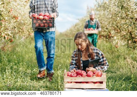 Front View Young Farmer Family Apple Orchard Careful Pick Rich Harvest By Entering Date Tablet. The 
