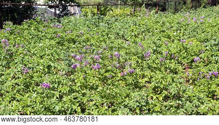 Blooming Potatoes. Potato Flowers Bloom In The Sun, Grow On A Plant. Red Blooming Potato Flower On A