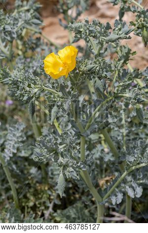 Useful, Curative Plant (glaucium Flavum) With Yellow Flowers Grows In Its Natural Habitat (greece, S