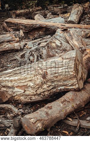 A Pile Of Cut Wooden Logs, Cut Down Tree Trunks Sawed And Ready For Production Or To Be Used As Fire