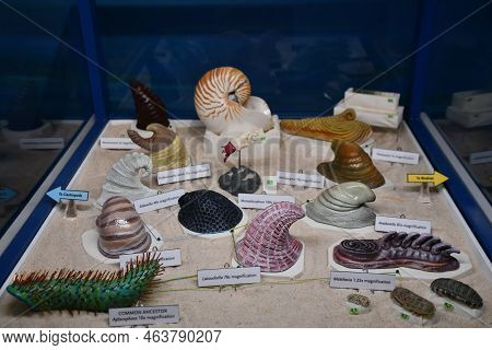 Albuquerque Nm - Jul 24: New Mexico Museum Of Natural History And Science In Albuquerque, New Mexico