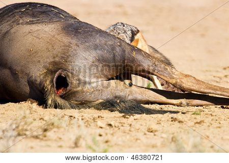 Jackal syöminen ruho