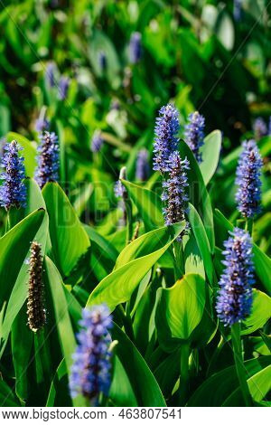 Purple Violet Pickerel Weed Pontederia Cordata In Summer Sunlight. California Flora Nature Vertical