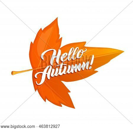 Hello Autumn Poster With Marple Leaf. Thanksgiving Holiday Sticker Or Vector Banner. October Festiva