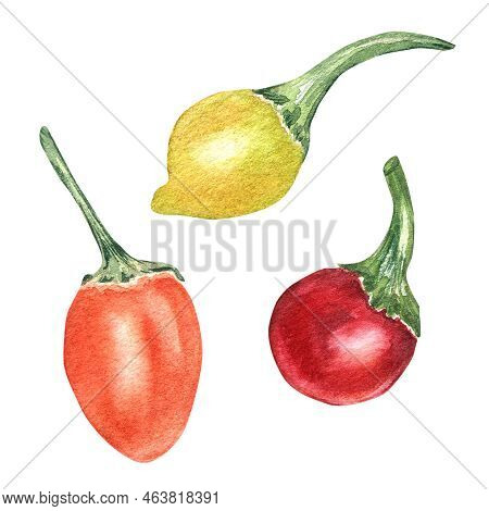 Red, Yellow Little Hot Pepper Watercolor Illustration Isolated On White Background. Bola Pepper Hand