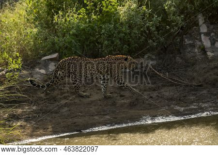 Wild Female Leopard Or Panther Or Panthera Pardus Fusca On Stroll Near Natural Waterhole During Mons