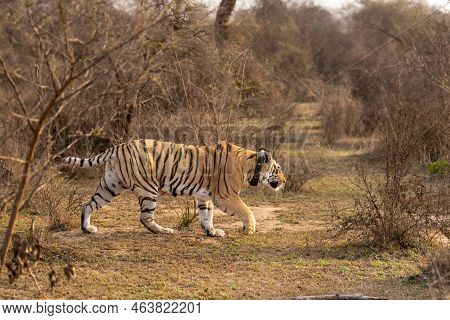 Wild Bengal Female Tiger Or Panthera Tigris Tigris With Tracking Collar On Neck Anpony Or Broken Tai