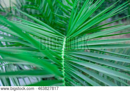 Single Green Palm Leaf. Palm Tree Close Up. Green Palm Leaf Textured Background. Selective Focus. Sh