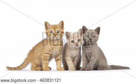 Litter Of 3 Different Colored British Shorthair Cat Kittens, Sitting Beside Each Other On Perfect Ro