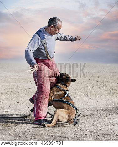 Young Belgian Shepherd Training In The Nature For Security