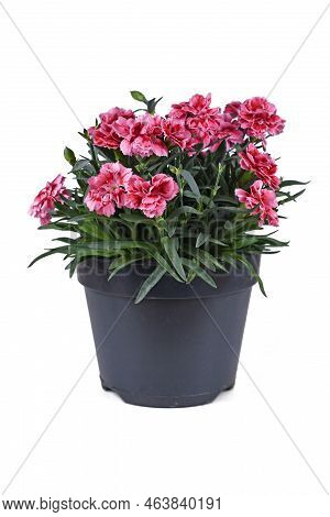 Potted Pink Dianthus Flowers On White Background