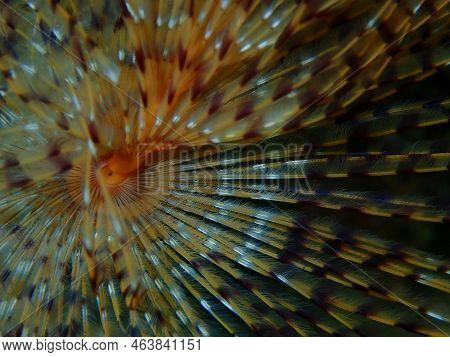 Marine Polychaete Mediterranean Fanworm Or Feather Duster Worm, European Fan Worm (sabella Spallanza