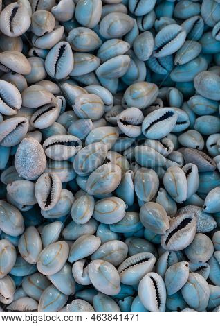 Closeup Of Cowry Or Kaudi Heap, Also Known As Cowrie Of Koudi In Vertical Orientation