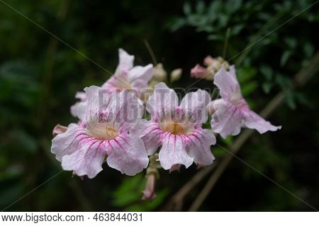 White Flowers With Pink Veins Of Queen Of Sheba-vine Or Pink Trumpet Vine