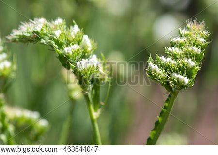 Macro Shot Of Wavyleaf Sea Lavender (limonium Sinuatum) Flowers In Bloom