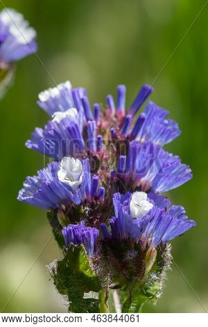 Macro Shot Of Wavyleaf Sea Lavender (limonium Sinuatum) Flowers In Bloom