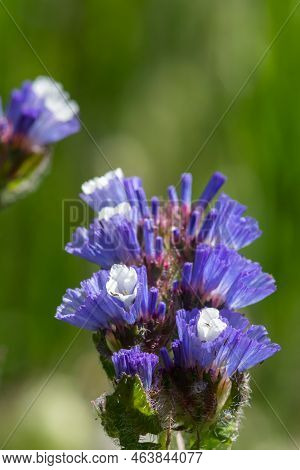 Wavyleaf Sea Lavender (limorium Sinuatum) Flowers