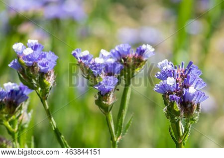 Macro Shot Of Wavyleaf Sea Lavender (limonium Sinuatum) Flowers In Bloom