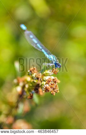 Beautiful Blue Dragonfly Sitting On Plant Flower Germany.