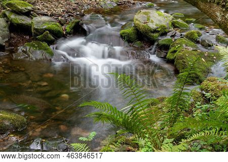 Horner Woods In Somerset