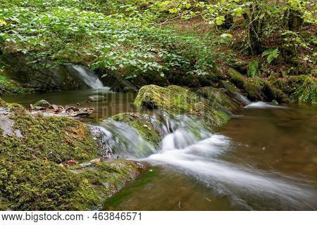 Horner Woods In Somerset